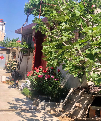 家庭养花用生根粉