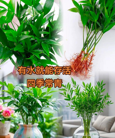 家庭养花用生根粉