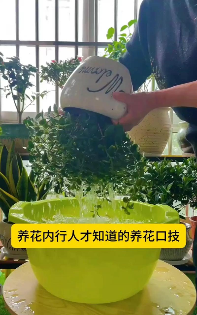 家庭养花用生根粉