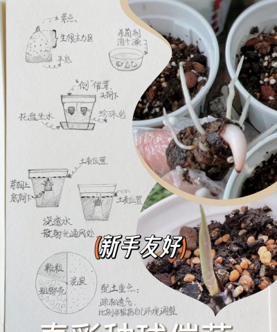 家庭养花用生根粉