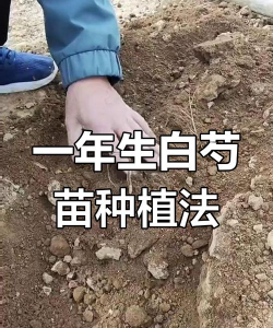 白芍的栽培管理技术