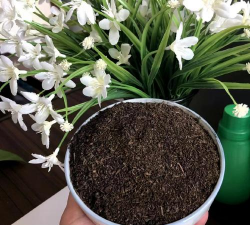 家庭养花用生根粉