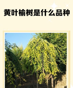 浙江是什么品种榆树