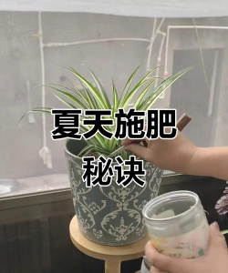 养花怎么埋肥料好看