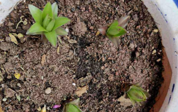 家庭养花用生根粉