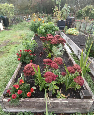 加拿大养花种菜