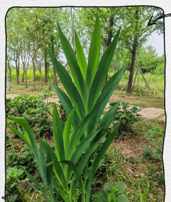 射干的叶是什么