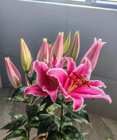 家庭养花用生根粉