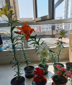 家庭养花用生根粉