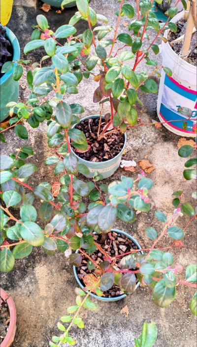 家庭养花用生根粉