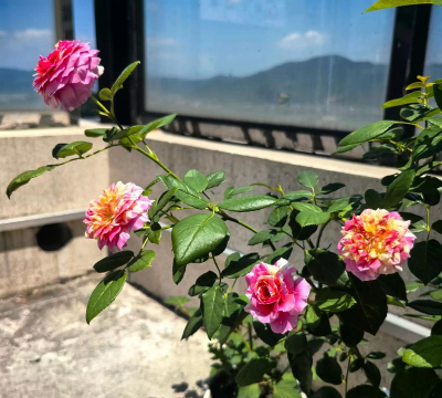 莫奈爱生活爱养花