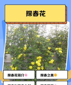 望春花花香如何采制