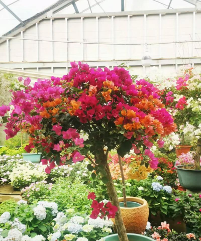 家庭养花用生根粉