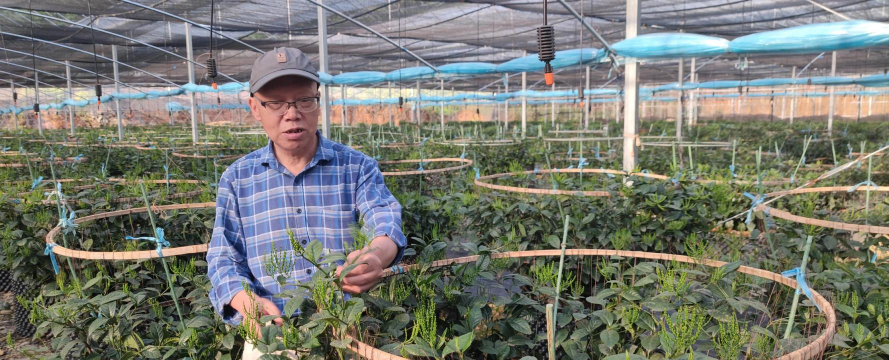 家庭养花用生根粉