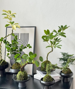 养花不用盆苔藓球