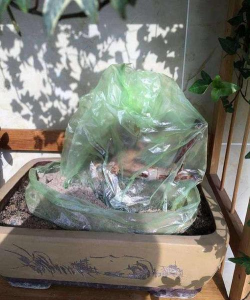 家庭养花用生根粉