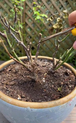 家庭养花用生根粉