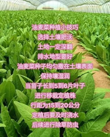 夏季油麦菜如何种植