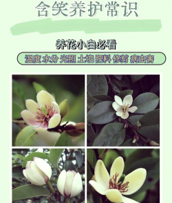 冬天含笑怎么养护