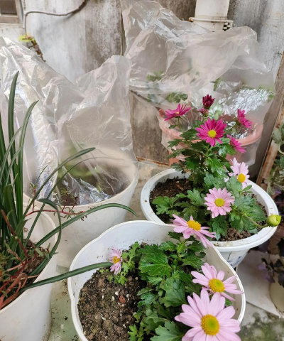 家庭养花用生根粉