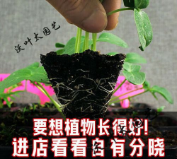 家庭养花用生根粉