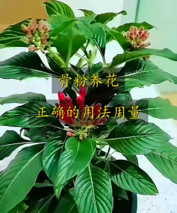 家庭养花用生根粉