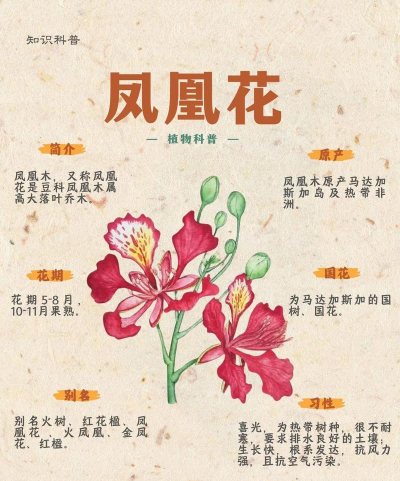 凤凰花语是什么