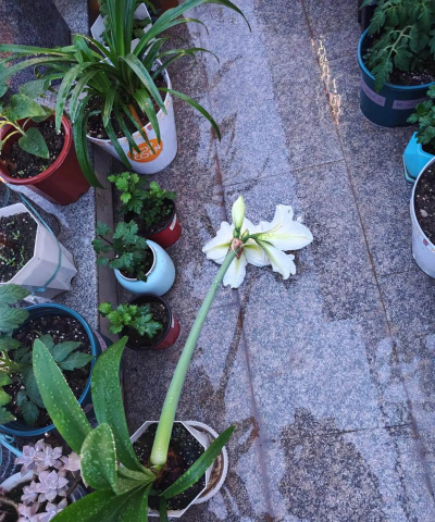 家庭养花用生根粉