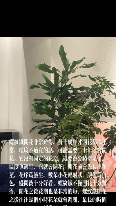 马口铁适合养花吗