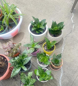 家庭养花用生根粉