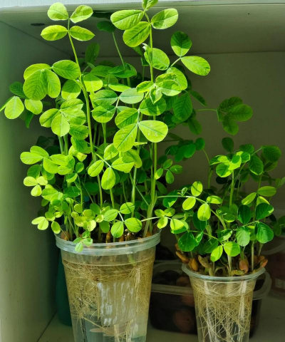 家庭养花用生根粉