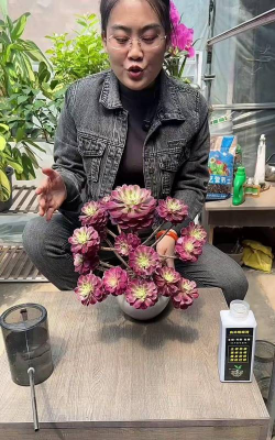 家庭养花用生根粉