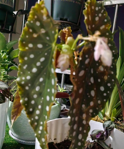 家庭养花用生根粉