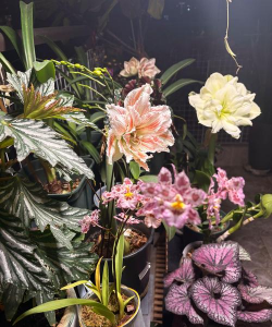 家庭养花用生根粉