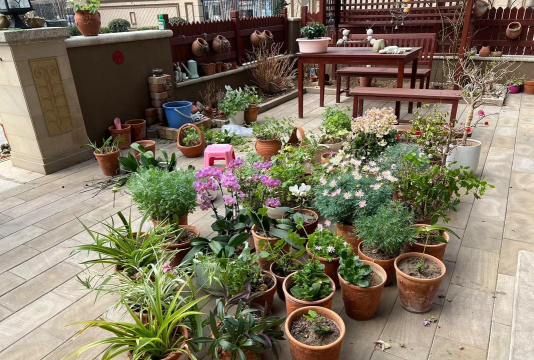 家庭养花用生根粉