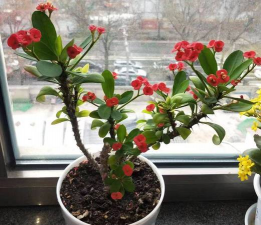 家庭养花用生根粉