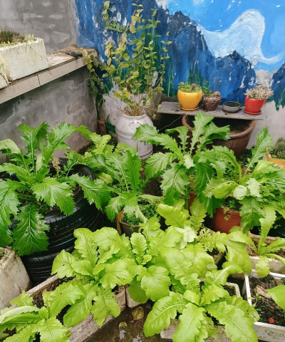 父母要去农村种菜养花