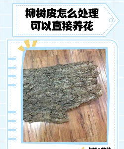 树皮养花怎么处理好