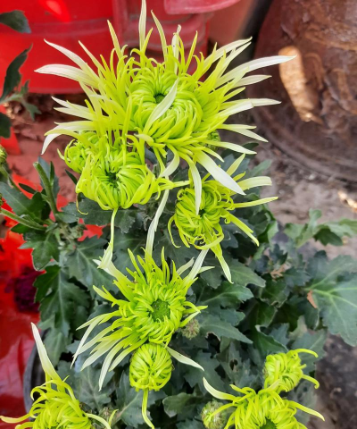 大黄养花记的家