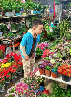 家庭养花用生根粉