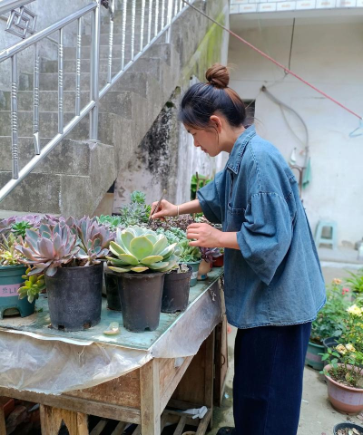家庭养花用生根粉