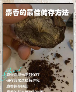麝香怎么养白