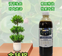家庭养花用生根粉