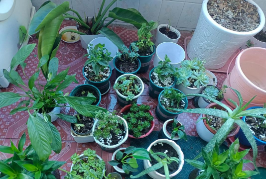 家庭养花用生根粉