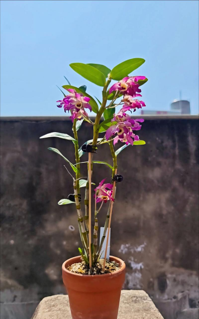 越南家里养花怎么养