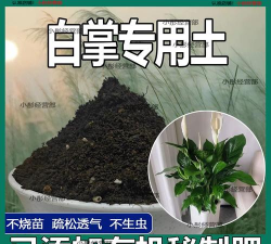 家庭养花用生根粉