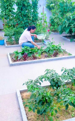 家庭养花用生根粉