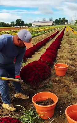 家庭养花用生根粉