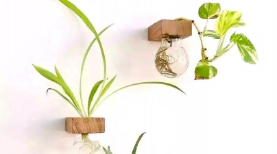 家庭养花用生根粉