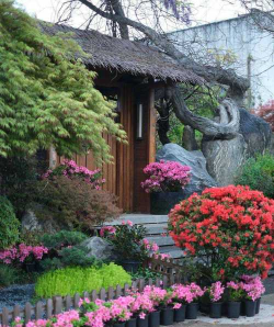 家庭养花用生根粉